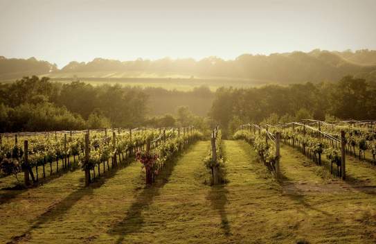 Bluebell Vineyard