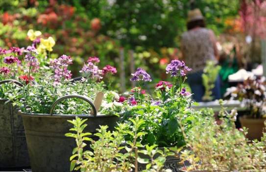 Specialist Spring Plant Fair