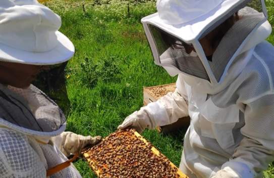Humble Bee Honey
