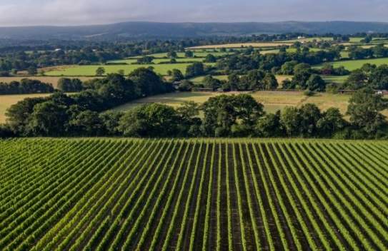 Ridgeview Wine Estate