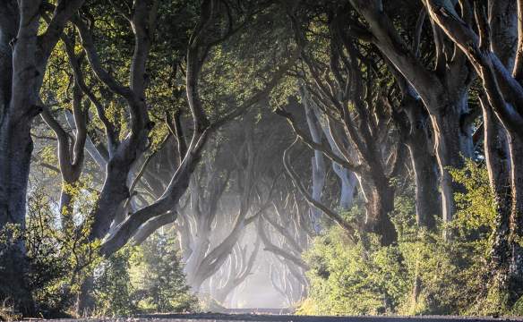 The Dark Hedges
