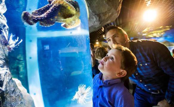 Exploris Aquarium & Seal Sanctuary