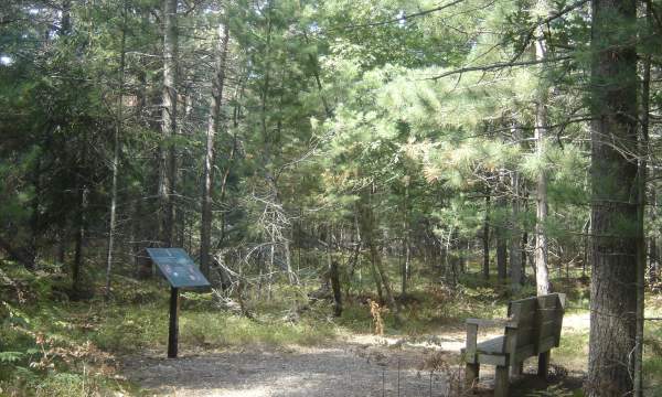 W.J. Beal Tree Planting Area