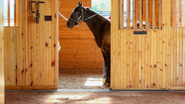 HorseSensing