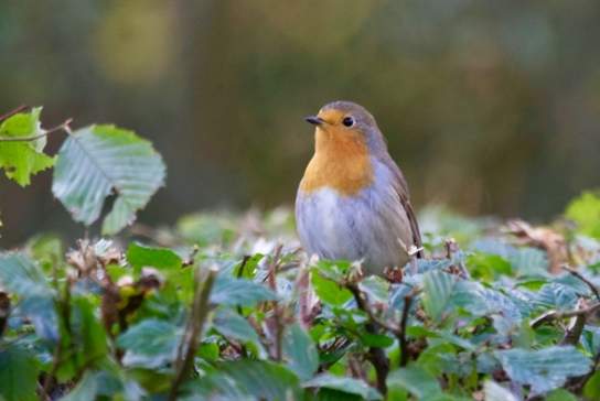 Big Garden Birdwatch