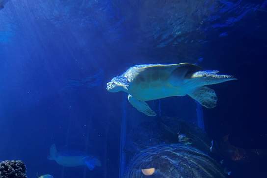 Beyond the Surface Tour at SEA LIFE Manchester