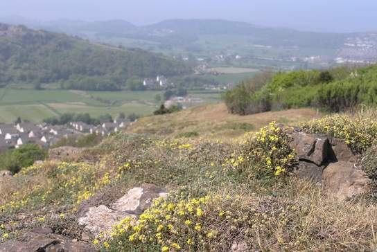 Gwarchodfa Natur Leol Bryn Euryn