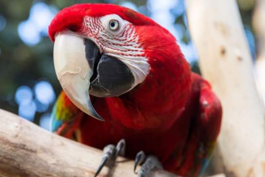 Plantasia Tropical Zoo