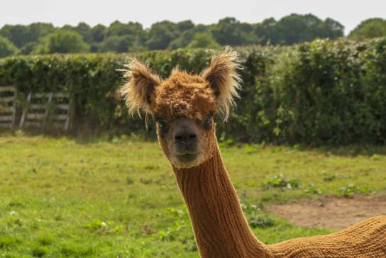 Millstream Alpacas