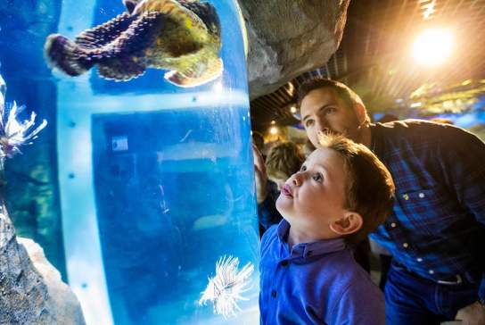 Exploris Aquarium & Seal Sanctuary