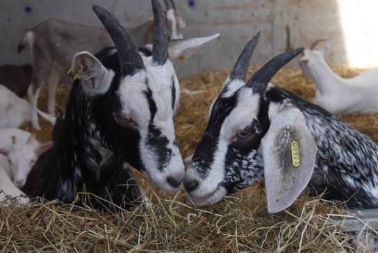 Broughgammon Farm - Économusée Artisans