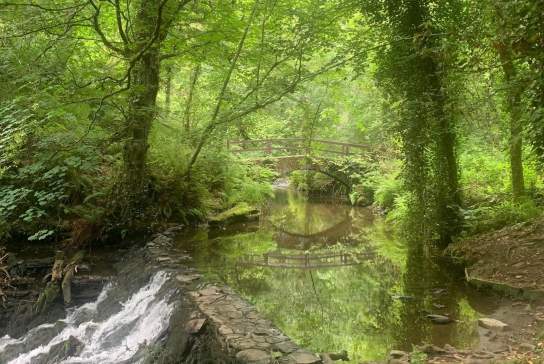 Crann Forest Therapy