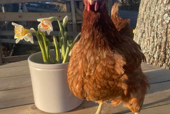 Fladmark Gårdsbutikk