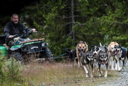 Hundekjøring med Hundefolket på Teppa