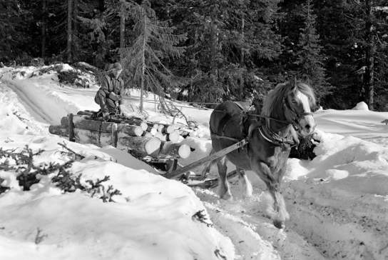Anno Norsk skogmuseum