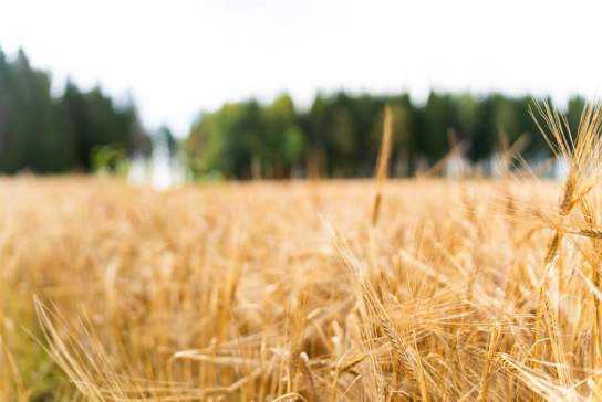 The taste of Indre - discover local food in Indre Østfold