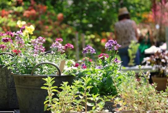 Specialist Spring Plant Fair