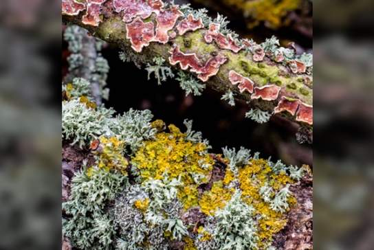 Loving the Lichen!
