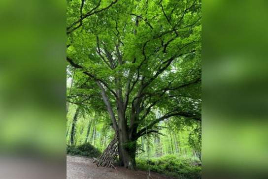 Guided Tree Tours at Nymans