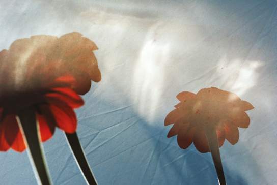 The Craft of the Gardener