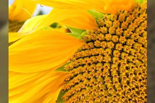 Somerley Fields PYO Sunflowers