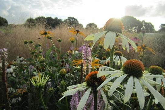 Sussex Prairie Wild