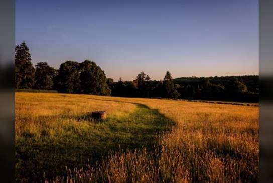 Summer Evening Meadow Walks
