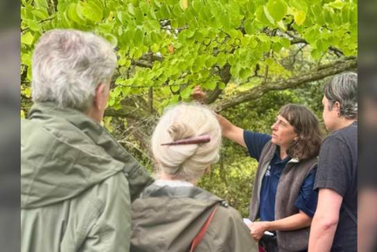 Guided Tree Walks
