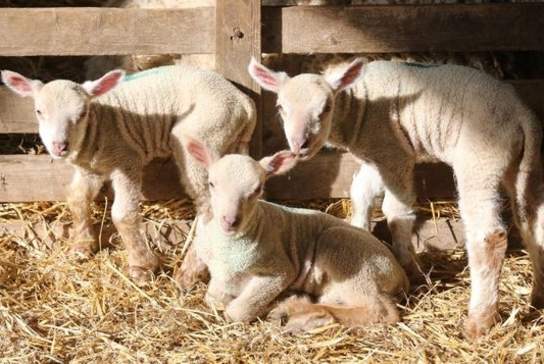 Coombes Farm