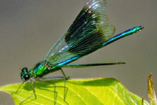 Dragonfly Photography Walk