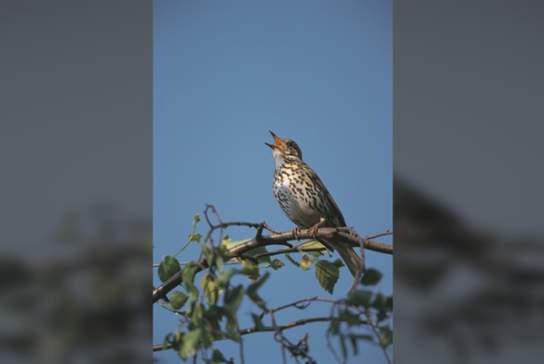 Guided Walk: Summer at Medmerry
