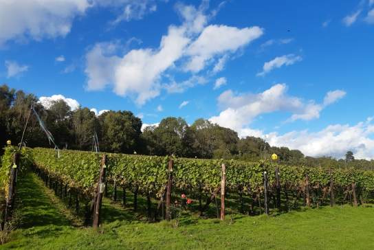 Wildwood Vineyard