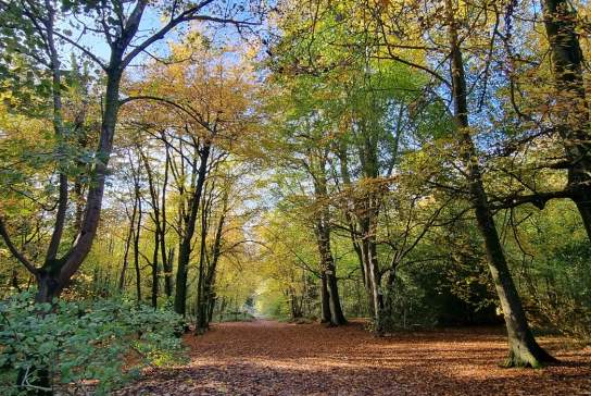 Guided Forest Bathing Walks for Wellbeing