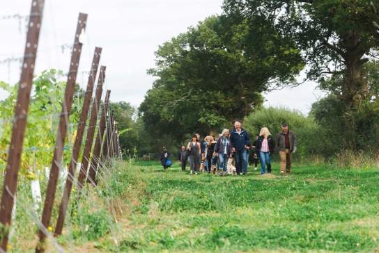 Kinsbrook Vineyard