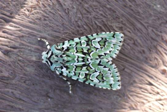 Moths and coffee!