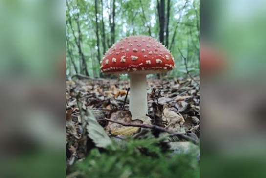 Fungal Foray