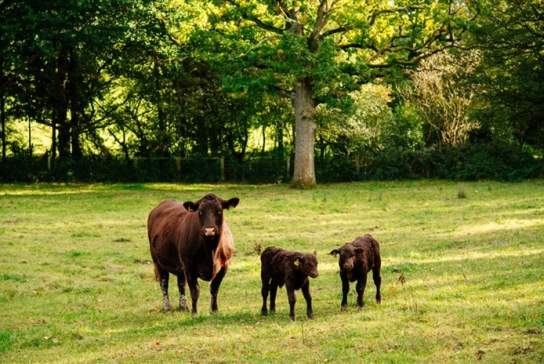 Trenchmore Farm's Summer Market 1.0