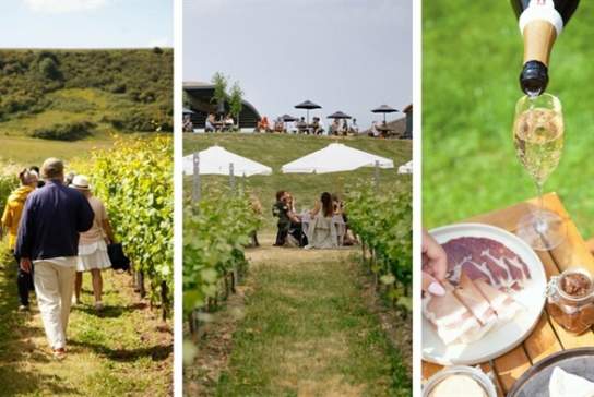 Wine in the Vines