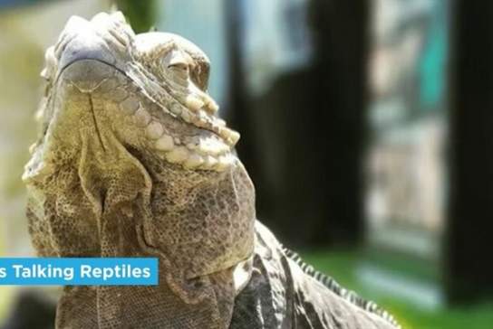 Tom's Talking Reptiles Show