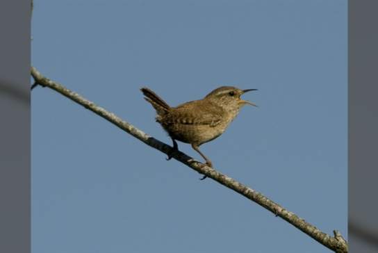 Birding for Absolute Beginners