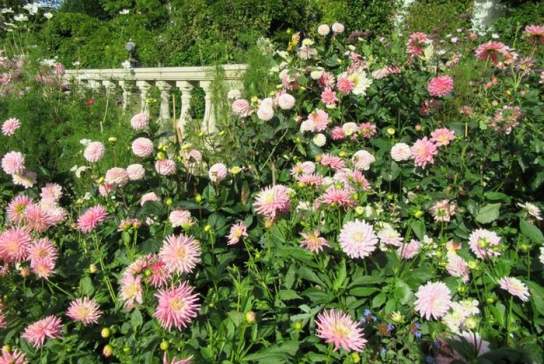 Dahlia Days