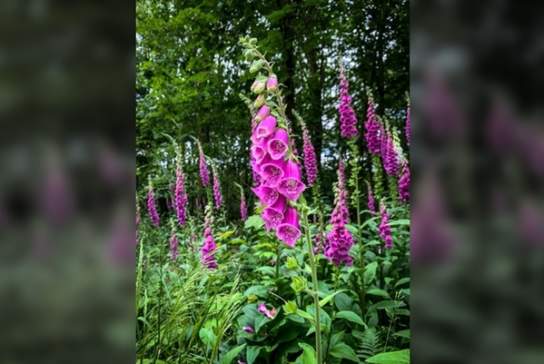 Forest Bathing - Wellbeing in Nature