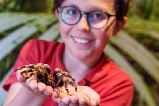 Drusillas Spider Phobia Course