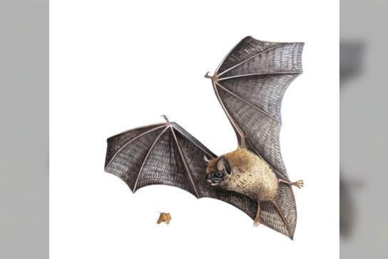 Batty about bats!