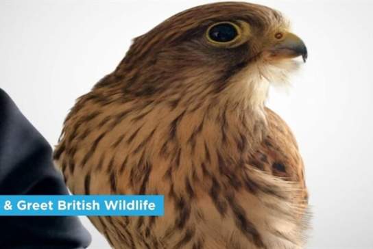 Meet & Greet British Wildlife Show