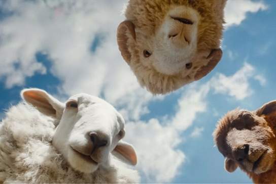 The Sheep Detectives