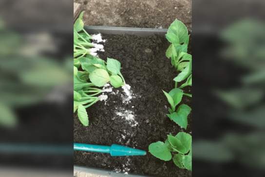 Withypitts Dahlias Propagation Workshop