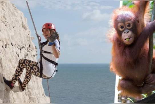 Abseil for Animals