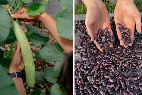 Seed Saving Course