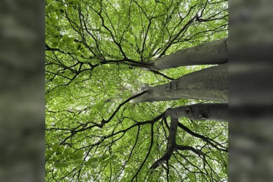 Forest Bathing: A Nature-Based Wellbeing Experience